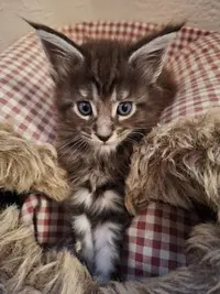 Chatterie de la Coscolleda