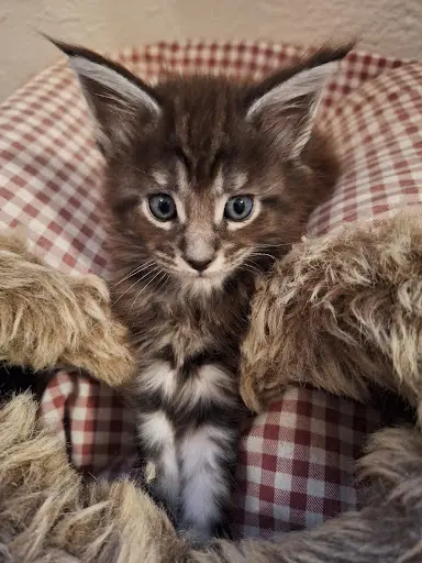 Chatterie de la Coscolleda