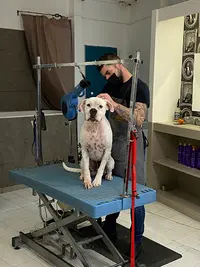 Barberdog