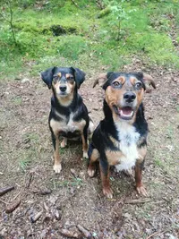 Pension Canine Royal Câlin