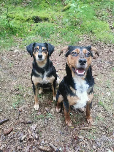 Pension Canine Royal Câlin