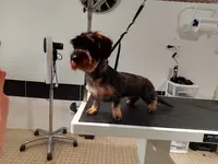 Dog & Doggy