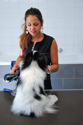 Toiletteur "bulles Dog 17"