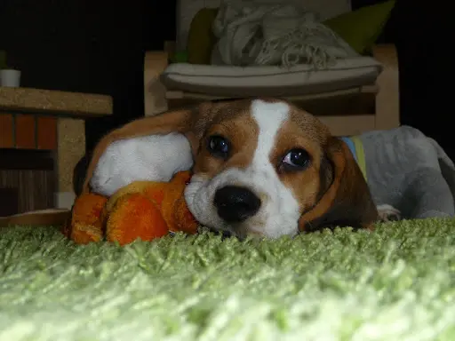 Accord Canin