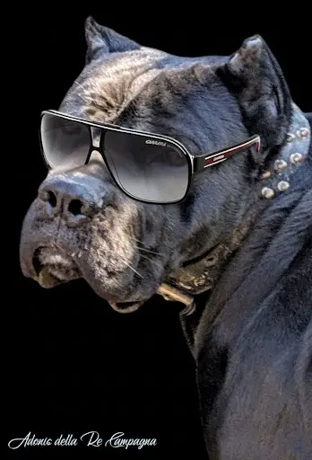 Elevage de Cane Corso la Treizième Légion / Élevage et Vente de Chiots Lof