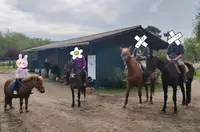 Haras de Silver