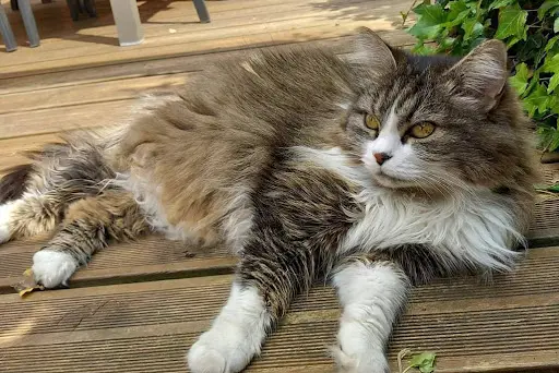 À la Maison des Chats - Garde de Chats le Mans