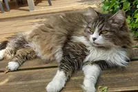 À la Maison des Chats - Garde de Chats le Mans