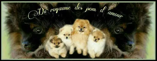 Spitz Nain du Royaume des Pom d'Amour " Elevage Spitz Pomeranien Lof "