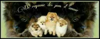 Spitz Nain du Royaume des Pom d'Amour " Elevage Spitz Pomeranien Lof "