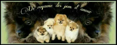 Spitz Nain du Royaume des Pom d'Amour " Elevage Spitz Pomeranien Lof "