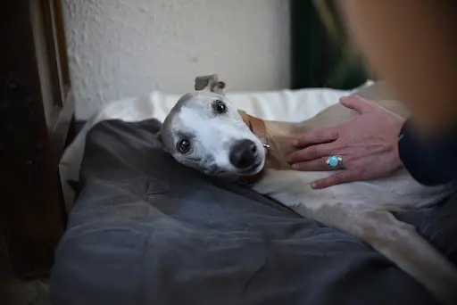 Elisabeth Thérapeute Animalière : Chevaux, Chiens, Chats, Bovins, Ovins et Nacs