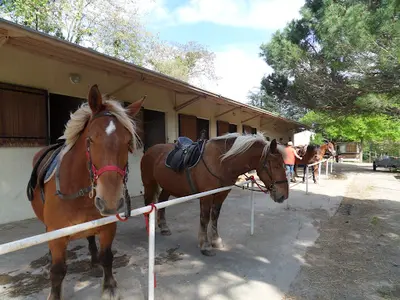 Cheval Loisirs Pleine Nature