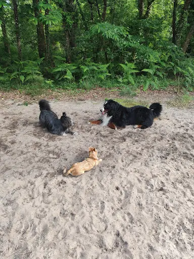 Pension Canine Loulous Landes