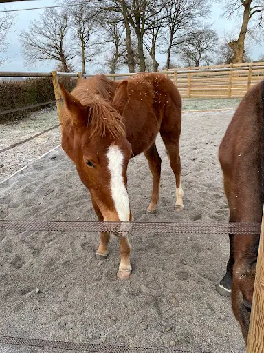 Les Chevaux de Moladier