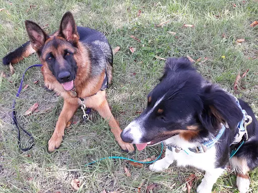Centre Canin 4mydog - Educateur Canin Comportementaliste en Drome Ardèche