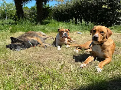 Pixel Dogs - Éducateur Canin Comportementaliste - Éducation Nantes et Environs