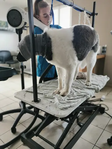 Chic & Dogs