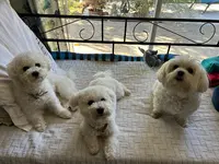 Pension Canine Cokoon Toutou