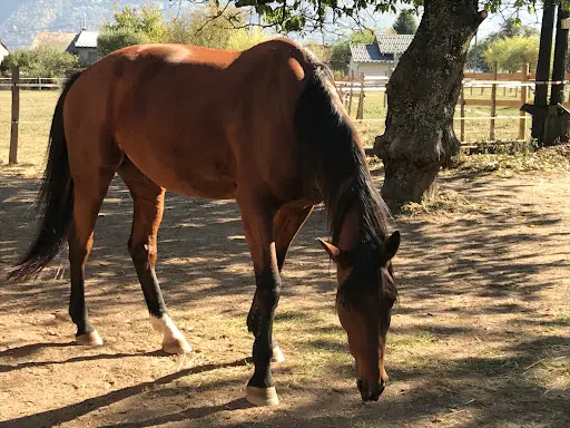 Un Cheval Une Vie