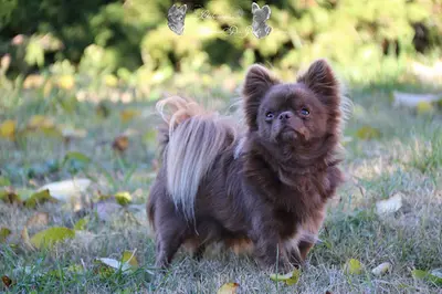 Chihuahua au Royaume des Poids Plumes