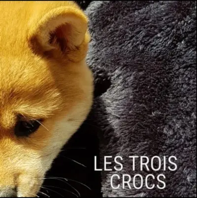 Du Domaine les Trois Crocs : Élevage Canin de Shiba Inu en Isère Auvergne-rhône-alpes France