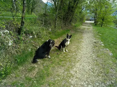 Emc2 Education Canine Chambéry Savoie