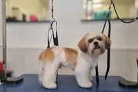 O Poil Près Toilettage Canin et Félin