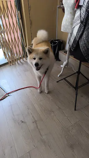 Fashiondog