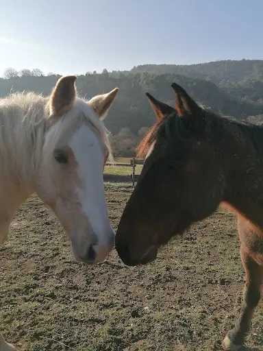 Le Ranch de Chabrillère