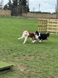 Club Canin Saint Andiolais