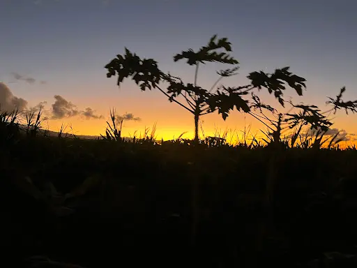 Seor (société d'Etudes Ornithologiques de la Réunion)