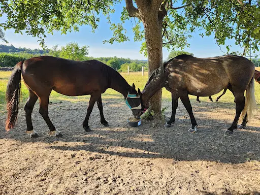 Cour de la Lihaudière - Pension Pour Chevaux