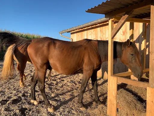 Pattes, Sabots & Co - Pension Pour Chevaux, Shiatsu Équin, Naturopathie Animale