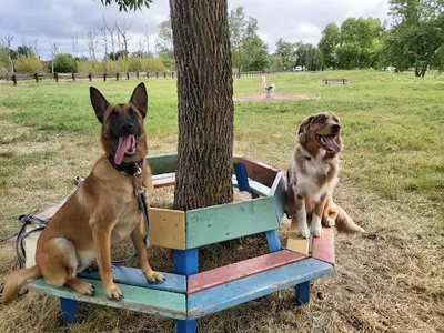 Auprès des Chiens 33