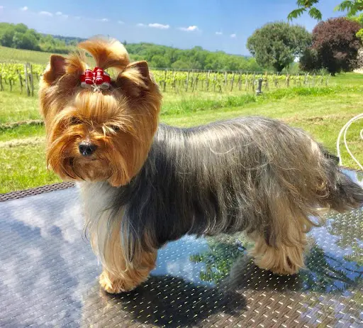 Dog Shine Salon de Toilettage