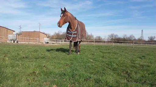 Ecurie Pandora