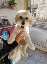 Star*dog
