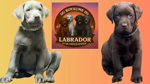 Élevage du Royaume du Labrador et Sa Chocolaterie - Labrador Chocolat et Silver