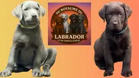 Élevage du Royaume du Labrador et Sa Chocolaterie - Labrador Chocolat et Silver