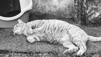 Pension au Chat Potelé