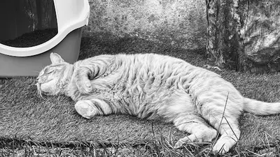 Pension au Chat Potelé