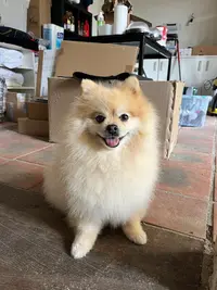 Oh My Dog