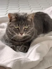 Elevage de Maine Coon 76 et Comportementaliste Félin
