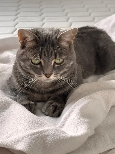 Elevage de Maine Coon 76 et Comportementaliste Félin