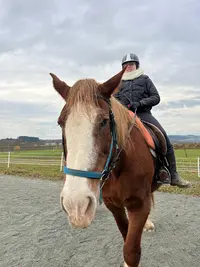 Les Poneys Bleus