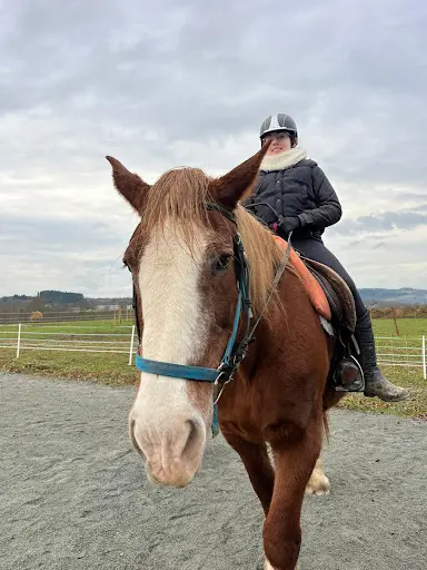 Les Poneys Bleus