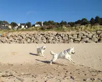 Deldog (delphine Cure-després), Leçons d'Éducation Canine Personnalisées.