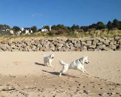 Deldog (delphine Cure-després), Leçons d'Éducation Canine Personnalisées.