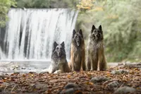 Elevage Of Ops des Beys, Chien de Berger Belge Tervueren